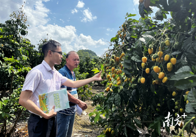 农业银行云浮分行金融顾问实地走访和金融支持无核黄皮种植基地。