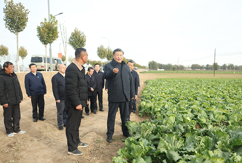 11月10日，中共中央总书记、国家主席、中央军委主席习近平在北京、河北考察灾后恢复重建工作。这是10日下午，习近平在河北保定涿州市刁窝镇万全庄村村边农田察看大白菜长势。