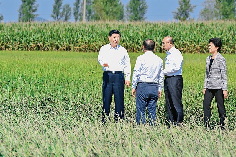 2023年9月6日至8日，中共中央总书记、国家主席、中央军委主席习近平在黑龙江考察。这是7日上午，习近平在遭受洪涝灾害的哈尔滨尚志市老街基乡龙王庙村，察看水稻受灾情况。 