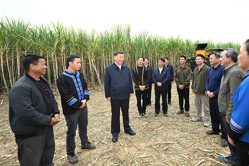 12月14日至15日，中共中央总书记、国家主席、中央军委主席习近平在广西考察。这是14日下午，习近平在来宾市国家现代农业产业园黄安优质“双高”糖料蔗基地考察时，同蔗农、农机手和农技人员亲切交流。