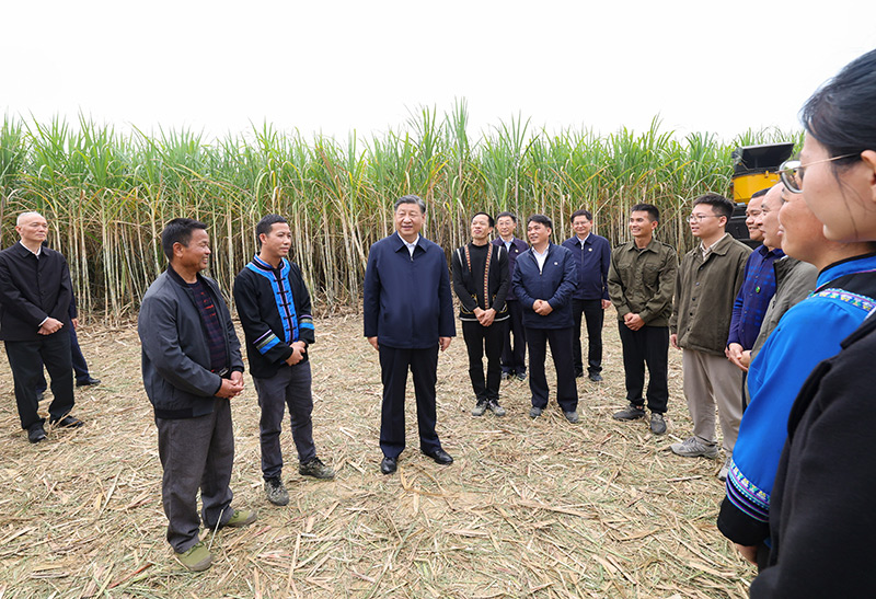 12月14日至15日，中共中央总书记、国家主席、中央军委主席习近平在广西考察。这是14日下午，习近平在来宾市国家现代农业产业园黄安优质“双高”糖料蔗基地考察时，同蔗农、农机手和农技人员亲切交流。